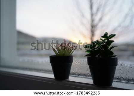 succulents sitting on a window during a sunset Royalty-Free Stock Photo #1783492265