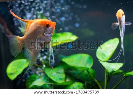 Pterophyllum Scalare in aqarium water, yellow angelfish