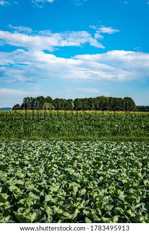 Cabage crops in rows on the field on summer day. Agriculture background
