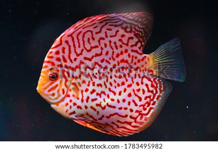 Closeup of a checkerboard red tropical Symphysodon discus fish in fishtank