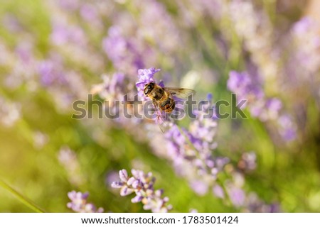    Banner. Lavender Field in the summer. Aromatherapy. Nature Cosmetics.
