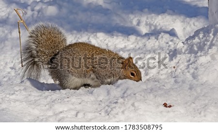 American red squirrel foraging in the snow on a sunny winter day - Tamiasciurus hudsonicus 