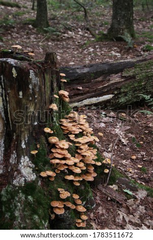 A picture of colorful mushrooms on the side of a dead tree stump in the forest on Madeline Island.