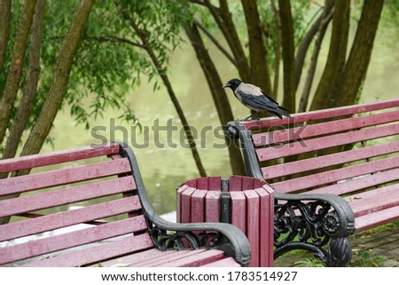 Hooded crow sitting at the bench
