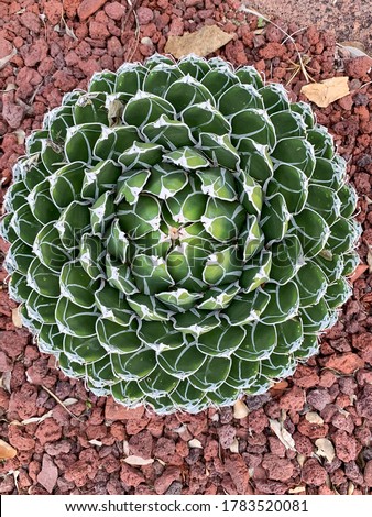 This agave taken in the Arizona desert represented a perfect fractal pattern in nature. Royalty-Free Stock Photo #1783520081