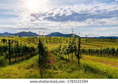 German vineyards landscape in summer, Rhineland-Palatinate, Germany. Deutsche Weinstrasse (German Wine Road) Vineyard Palatinate region, evening time 