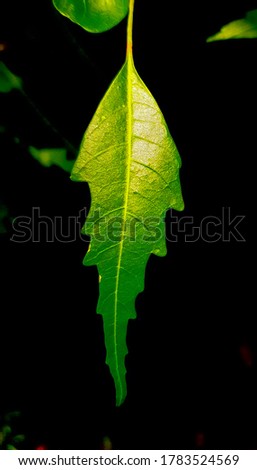 Alone but very cool and beautiful neem leaf