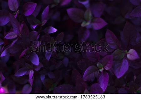 A purple \violet alien plant 