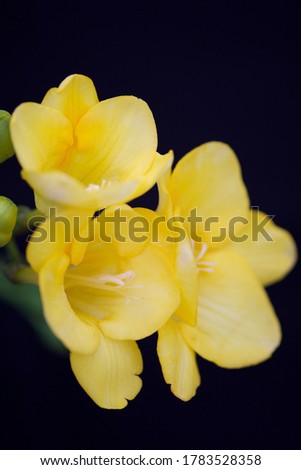 yellow freesia flower on black background with copy space. Selective focus. 