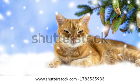 Red cat is looking at the camera. Pictures of cats, cute cat. Russian cat on a white snowy background. Christmas. New Year. Banner. Copyspace.
