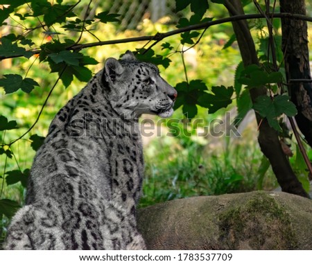Selective focus on Snow leopard sitting on rock in green environment in zoo of mulhouse with blurry background