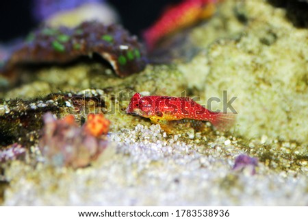 Red Ruby Dragonet fish is amazing natural addition in every reef aquarium
