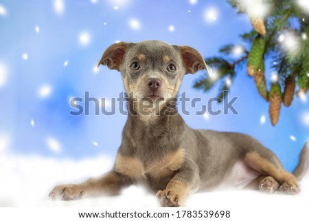 Christmas Dog. Chihuahua looks at the camera. Chihua on a Christmas snowy background. Dog gift for Christmas. Banner. Copspace