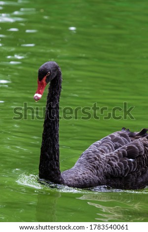 Black Swan in a Lake