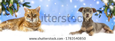 Red cat is looking at the camera.Chihuahua puppy looks into the camera. Pets on a white snowy background. Christmas. New Year. Christmas or New Year. Banner. Copyspace.