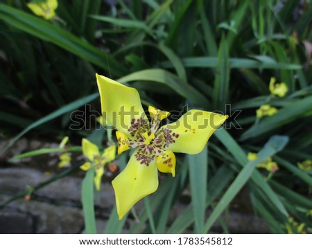 Lilium Tiger Yellow Bruse flower with green leaves Close