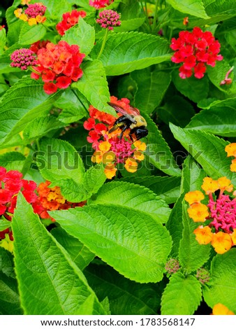 A bumble bee on a few colorful flowers. 