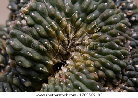 Art and details from Thorny Cactus
