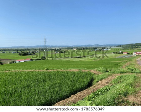 green paddy fields in countryside  of Sunagawa city ,Japan 