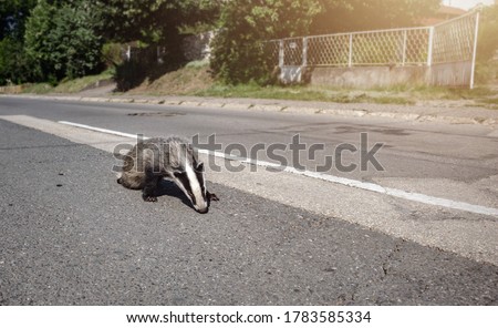Injured badger with broken legs on a highway after being hit by a speeding car. Wild animals been killed on the roads. Wildlife vehicle collision, road safety concept. Royalty-Free Stock Photo #1783585334