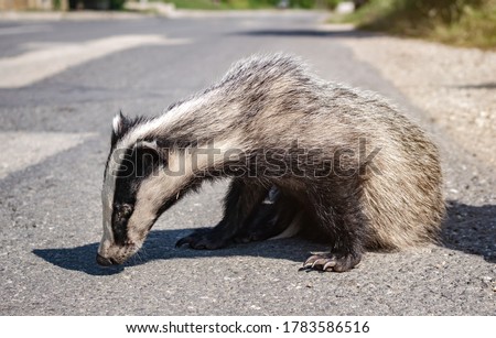 Close up portrait of injured badger on a highway after being hit by a speeding car. Wild animals been killed on the roads. Wildlife vehicle collision, road safety concept. Royalty-Free Stock Photo #1783586516