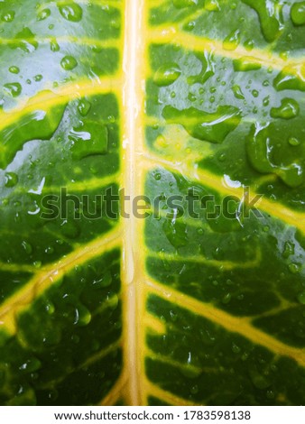 Closeup picture of green and yellow leaf. Colourful leaves.