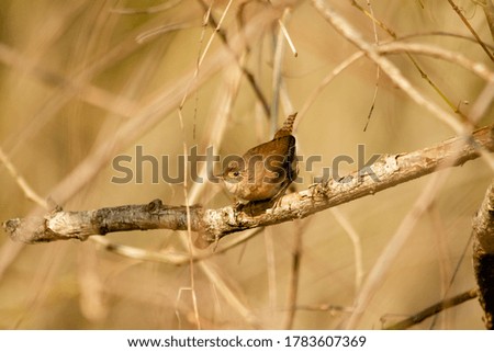 Small bird resting on a branch while looking for insects to feed in Ibera