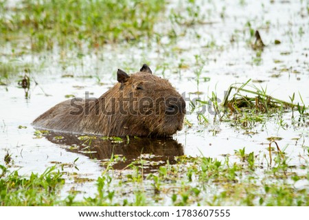 Capibara resting in Ibera Wetland. The capybara or carpincho is the largest rodent in the world