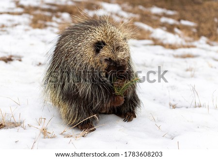 Porcupine emerging in the spring