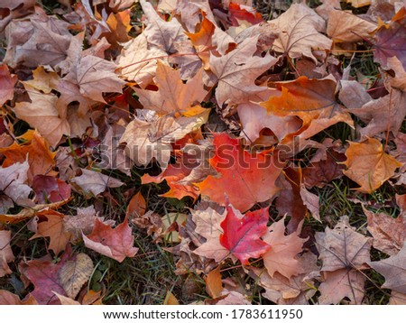 Colorful Fall plants and leaves.