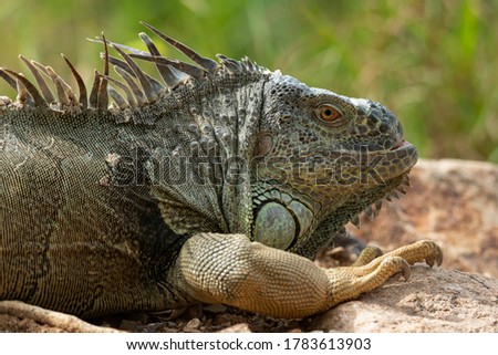 Close-up picture of Green Iguana lying on a rock