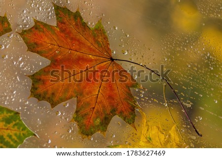 Autumn maple leaf close-up on the wet glass of the window against the background of multi-colored trees. Rain outside the window on an autumn day.