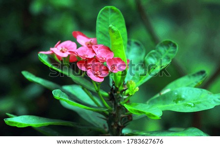 NEW FLOWER GREEN COLOR LEAF BACKGROUND PICTURE 