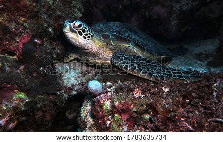 Green Sea Turtle resting Cebu Philippines