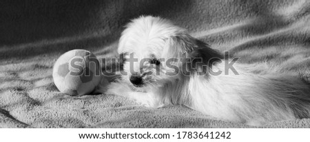 Little white puppy plays ball on bed at home. Black and white photo of a dog