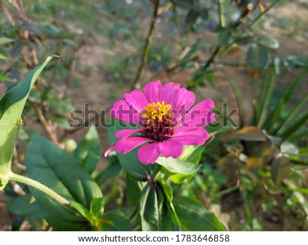Very Beautiful Zinnia flowers bloom in the Evening