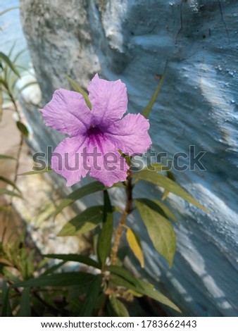 Purpal Flower Picture With Green Leaf