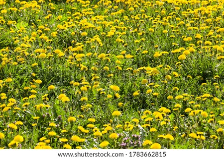 yellow beautiful dandelions in the field with green grass in the spring field