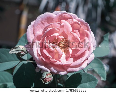 Close up of Damask Rose flower (Rosa damascena) in cool light.