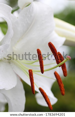 Close up of white lily flower
