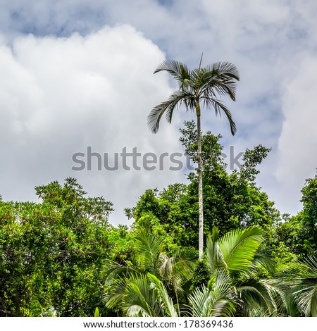 An image of a palm tree background