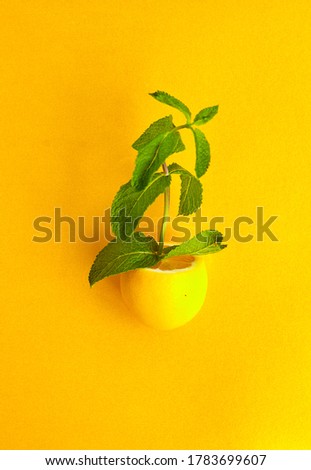 Composition with citrus fruits on color background. Creative summer background composition with lemon, leaves mint and ice cubes. Minimal lemonade drink concept. Top view