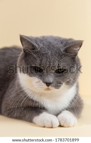 Grey beautiful cat on yellow background. Copy space, banner.