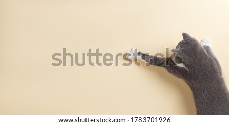 Grey cat on yellow background, looks and stretches paw. Copy space, banner, top view. Royalty-Free Stock Photo #1783701926