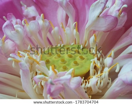 Close up photo of lotus pollen