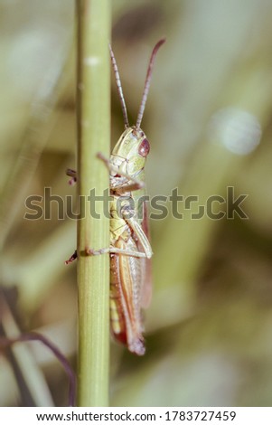 Grasshopper in summer is holding grass 