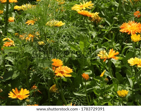 blossom of yellow and orange colored Calendula in the park