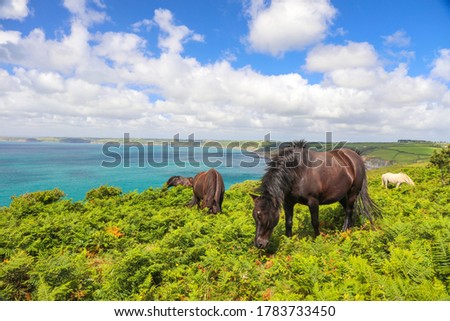 Domestic horses eating fern plants at Dodman point between Gorran Haven and Boswinger in South Cornwall, England, UK