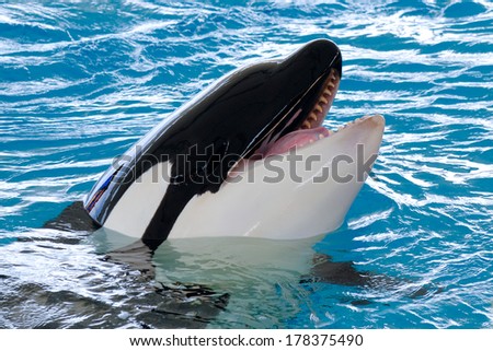 Killerwhale is smiling Royalty-Free Stock Photo #178375490