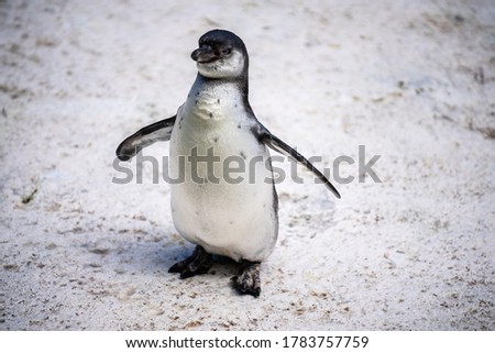 Humboldt penguin aka Spheniscus humboldti is a South American penguin living mainly in the Pinguino de Humbold National Reserve in the North of Chile